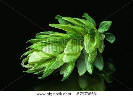 Green hop cones on a dark background grown for brewing beer, and bread as well as a seasoning for food