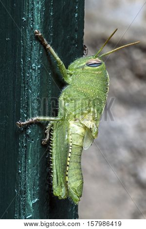 big green cricket on a  green wooden door