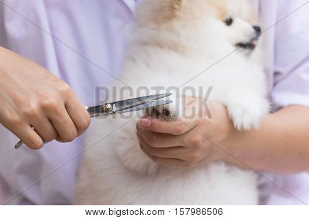 Pomeranian after shower cutting leg grooming dog healthy concept.