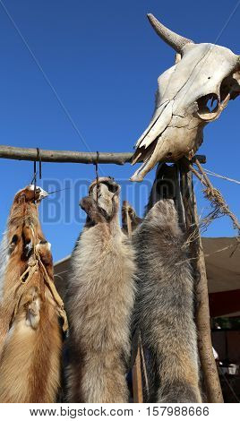 Wild animal tanned furs and a skull in a hunting settlement