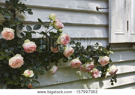 Roses in a country garden in the Southern Highlands of NSW