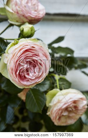 Roses in a country garden in the Southern Highlands of NSW