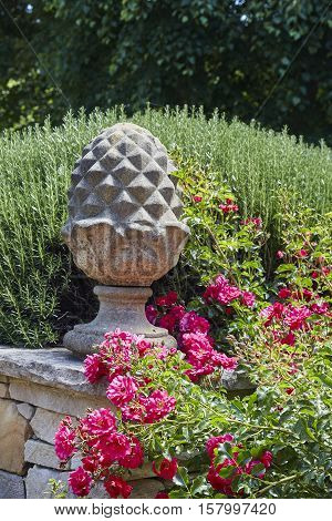 roses and rosemary in a country garden in the Southern Highlands of NSW