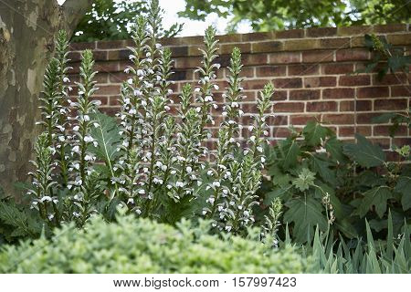 Acanthus in a country garden in the Southern Highlands of NSW