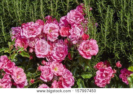 Roses intertwine with rosemary in a country garden