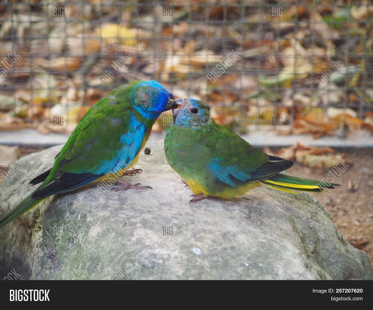 scarlet chested parakeet