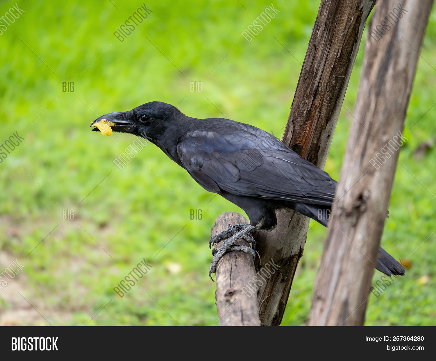 Omnivorous Hero