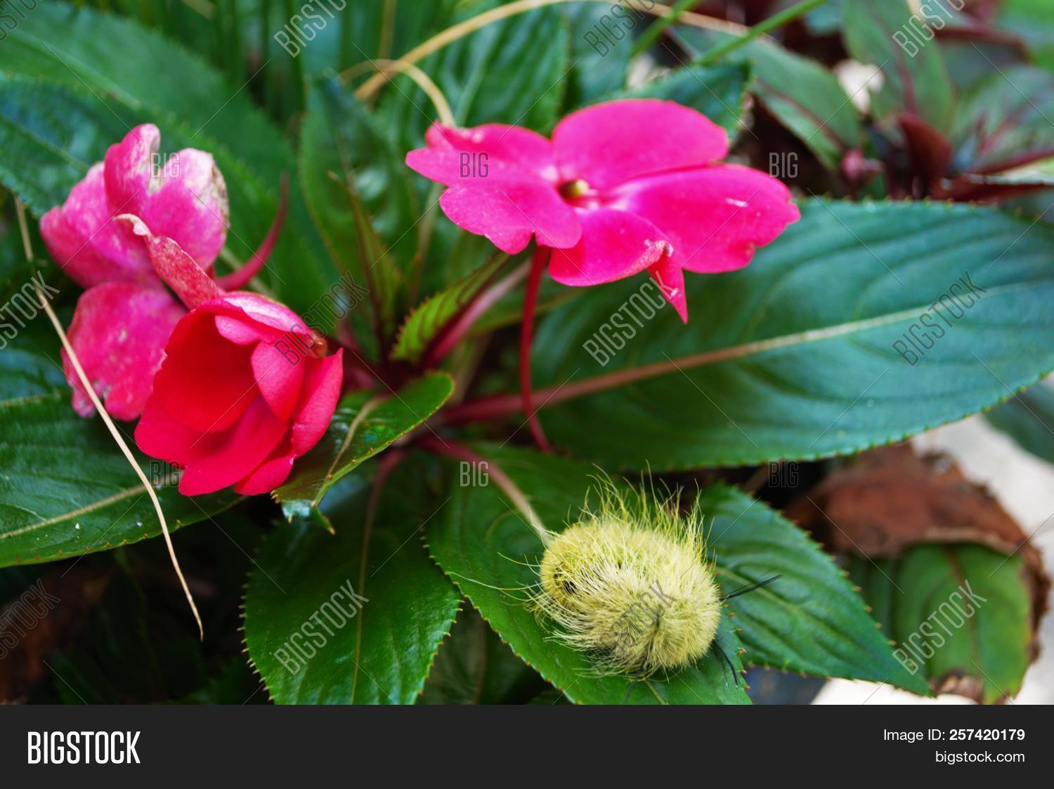 Yellow Wooly Worm Image & Photo (Free Trial) Bigstock