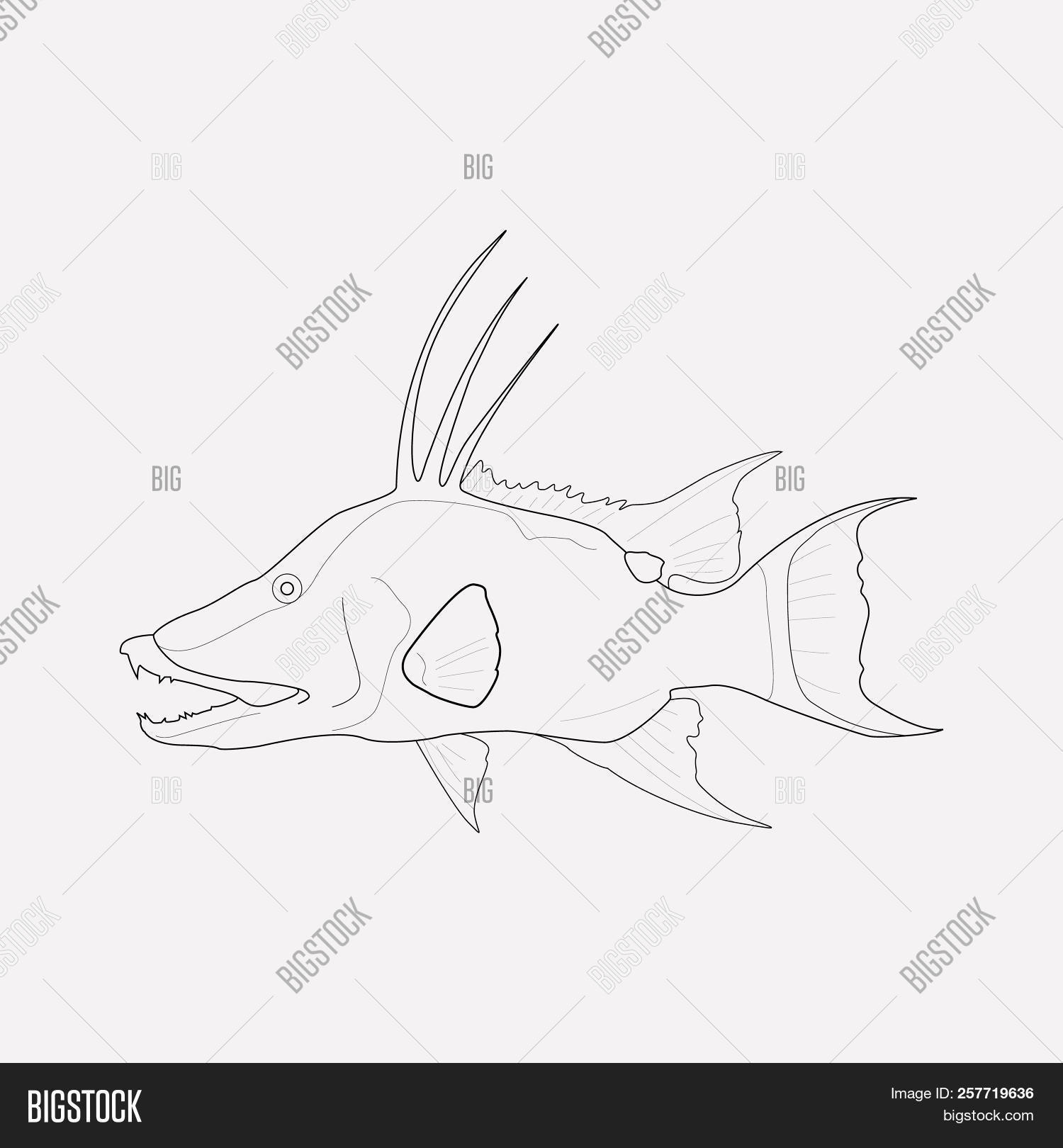Hogfish Icon Line Image & Photo (Free Trial) Bigstock