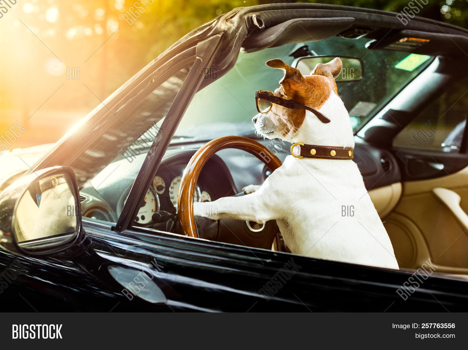 Jack Russell Dog Car Image & Photo (Free Trial) Bigstock