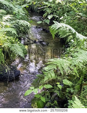 Stream In Wild Forest - Slowinski National Park, Kaszuby, Pomorskie, Poland