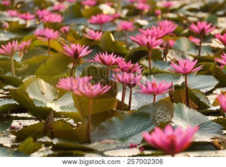 Water Lily In The Lake / Nymphaea Lotus Linn.