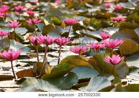 Water Lily In The Lake / Nymphaea Lotus Linn.