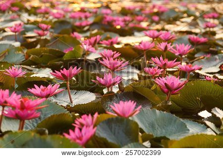 Water Lily In The Lake / Nymphaea Lotus Linn.