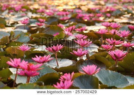Water Lily In The Lake / Nymphaea Lotus Linn.