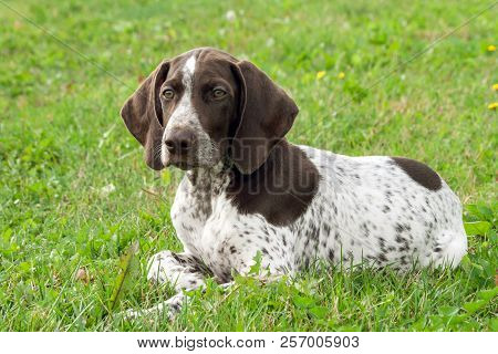 German Shorthaired Pointer, German Kurtshaar One Spotted Puppy  Lying On Green Grass, Looks Attentio