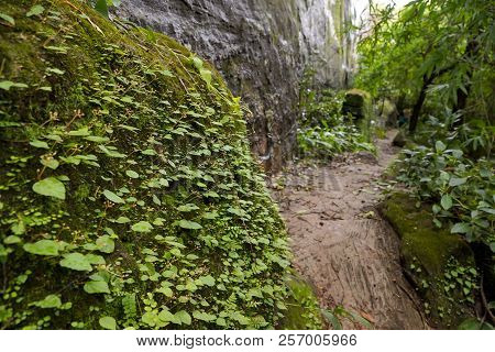 Green Creeper Plants On Rock / Begoniaceae / Begonia Sp.