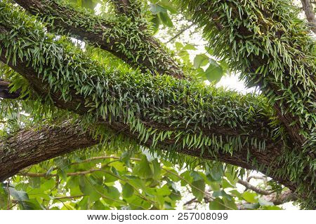 Pyrrosia Fern Growing On The Big Tree