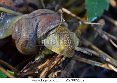 Snail. Gastropod.