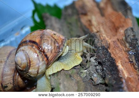 Snail. Gastropod.
