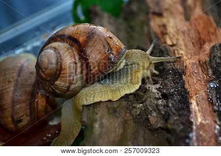 Snail. Gastropod.