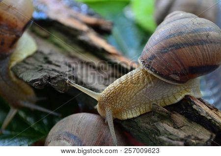 Snail. Gastropod.