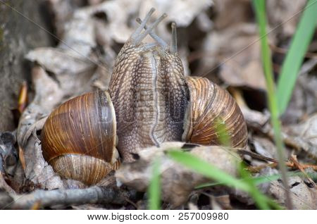 Two Land Snails During Mating.