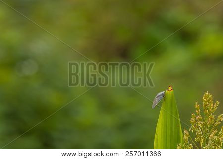 Leaf Hopper On Stalk Of Maze
