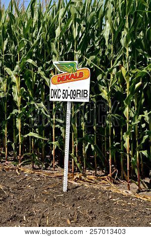 Leonard , North Dakota, August 21, 2018: The Seed Corn Known As Dekalb  Genetics Corporation Was A D