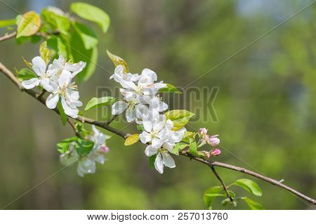 Bloooming Apple Tree Branches. Spring Orchard With Close Up Of Apple Tree With Flowers.