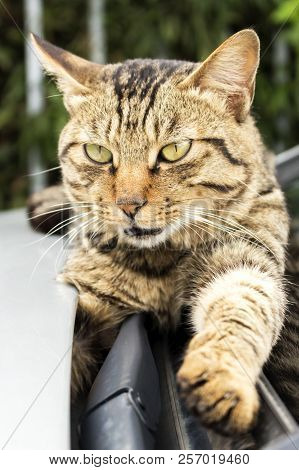Protecting Animals Concept:caring For Animals Concept: Ferocious Cat