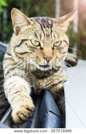 Protecting Animals Concept:caring For Animals Concept: Ferocious Cat