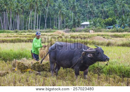 Marinduque , Philippines - March 31: Filipino Farmer Working At A Rice Field In Marinduque Island Th