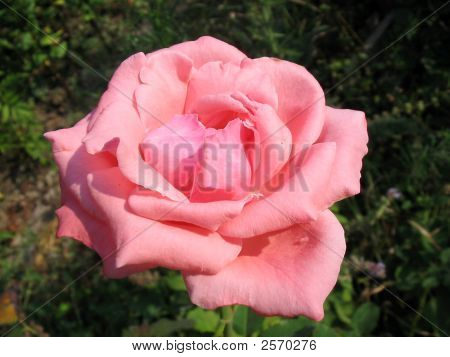 Rose1