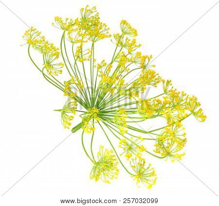 Fresh Dill Flower Isolated On White Background