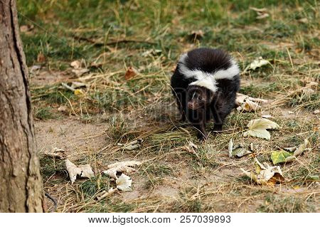 Full View Of Mephitidae Is A Family Of Mammals Comprising The Skunks And Stink Badgers. Photography 