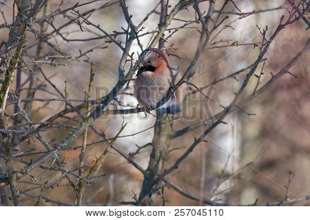 Eurasian Jay (garrulus Glandarius) Opened Its Beak And Shouted Loudly.