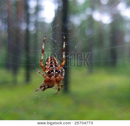 Una bella araña en un bosque.