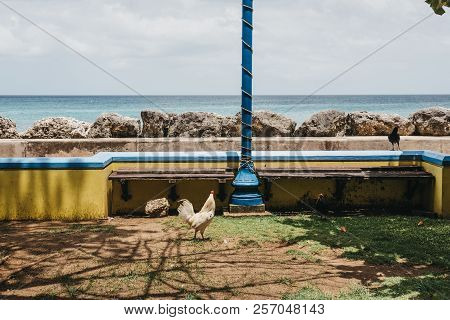 Single Rooster Walking Unrestricted By The Sea In Speightstown, Barbados.