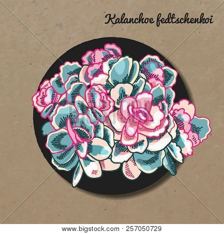 The Illustration Of Beautiful Succulent Kalanchoe Fedtschenkoi. Vector Floral Design. Botanical Card
