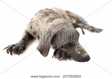 Closeup Dog Sick Leprosy Skin Problem With White Background, Selective Focus