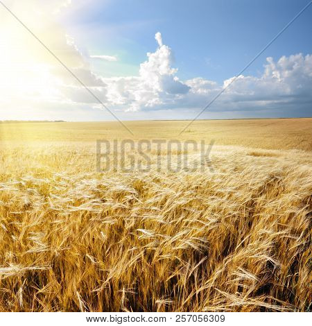 Barley Field Under Cloudy Blue Sky In Ukraine