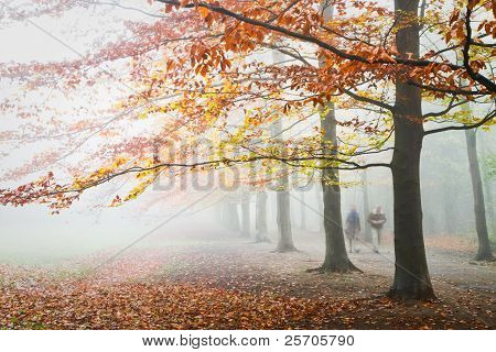 Beechtrees avec des feuilles jaunes et bruns dans un épais brouillard