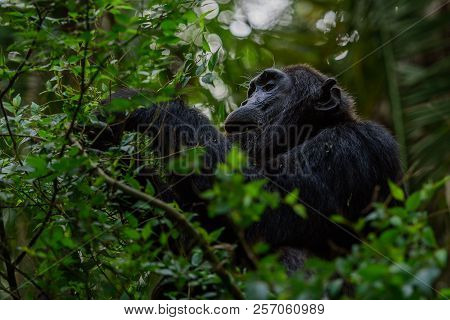 Portrait Of Old Sad Chimpanzee (pan Troglodytes) Resting On The Nature Background