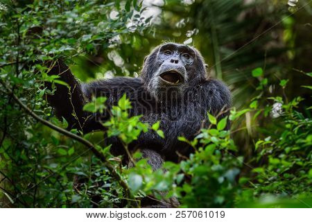 Portrait Of Old Sad Chimpanzee (pan Troglodytes) Resting On The Nature Background