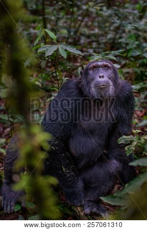 Portrait Of Old Sad Chimpanzee (pan Troglodytes) Resting On The Nature Background
