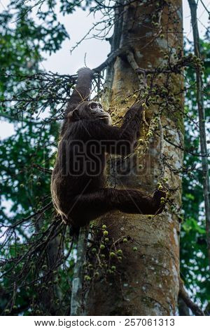 Portrait Of Old Sad Chimpanzee (pan Troglodytes) Resting On The Nature Background