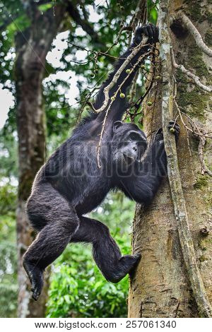 Portrait Of Old Sad Chimpanzee (pan Troglodytes) Resting On The Nature Background