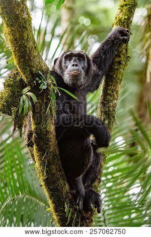 Portrait Of Old Sad Chimpanzee (pan Troglodytes) Resting On The Nature Background