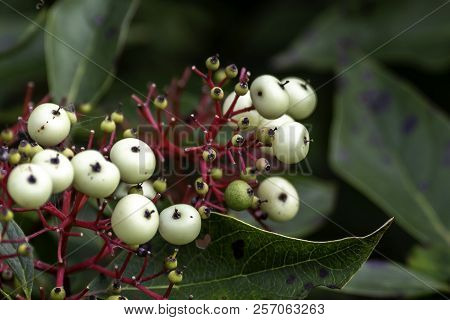 These White Berries Were Growing On A Bush In The Woods